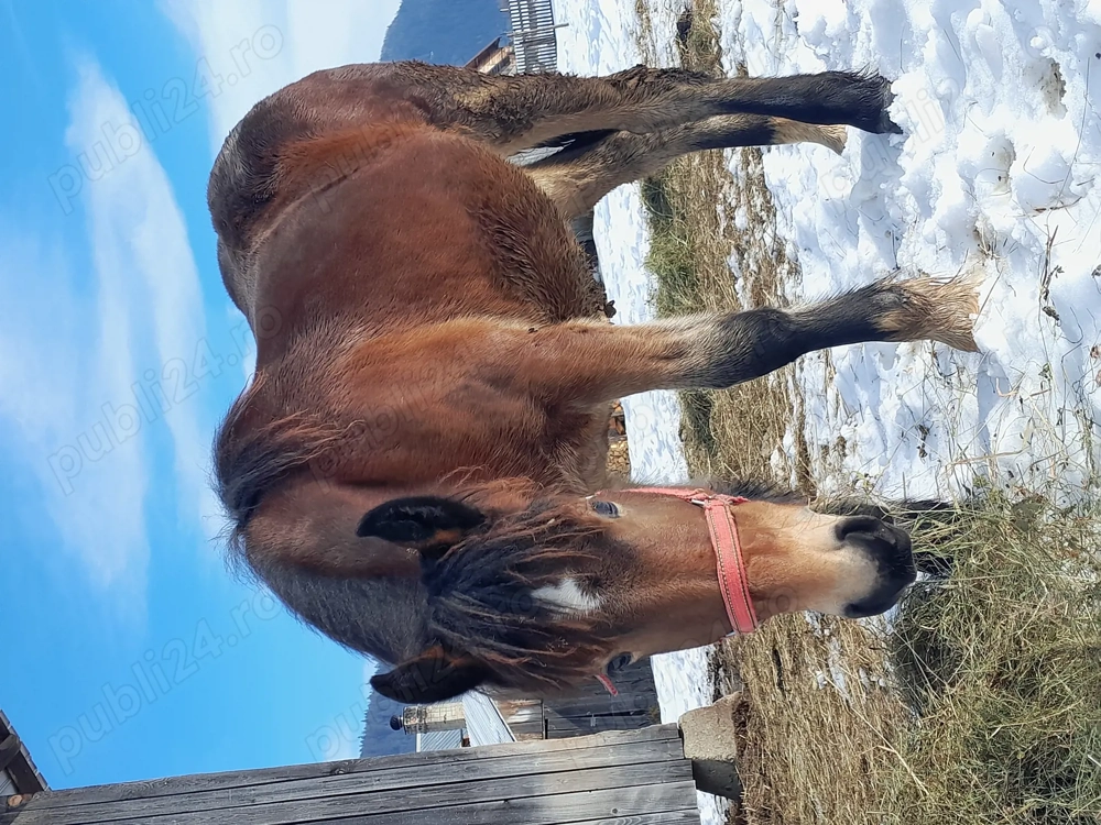 Manza de 10luni din părinți semi-grei 