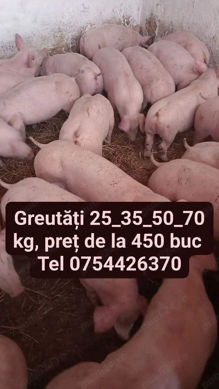 vand purcei de carne 