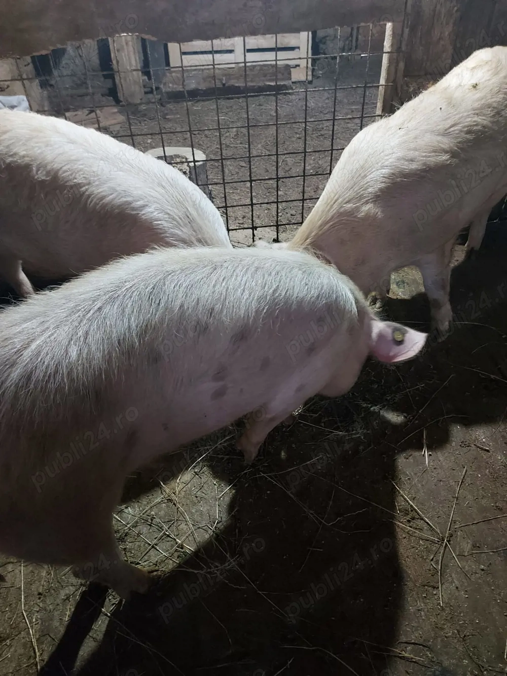 Porci de vanzare pentru sacrificat 90-110 kg