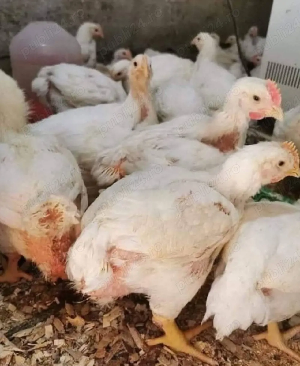 Pui porumbac pui kabir