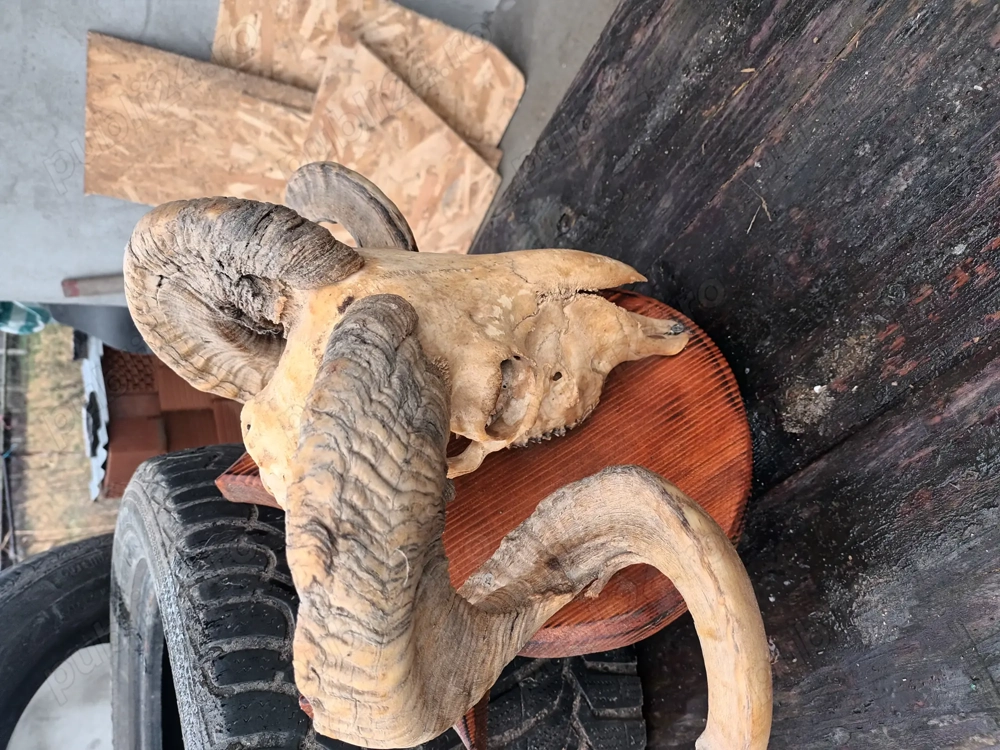 Coarne berbec decorativ