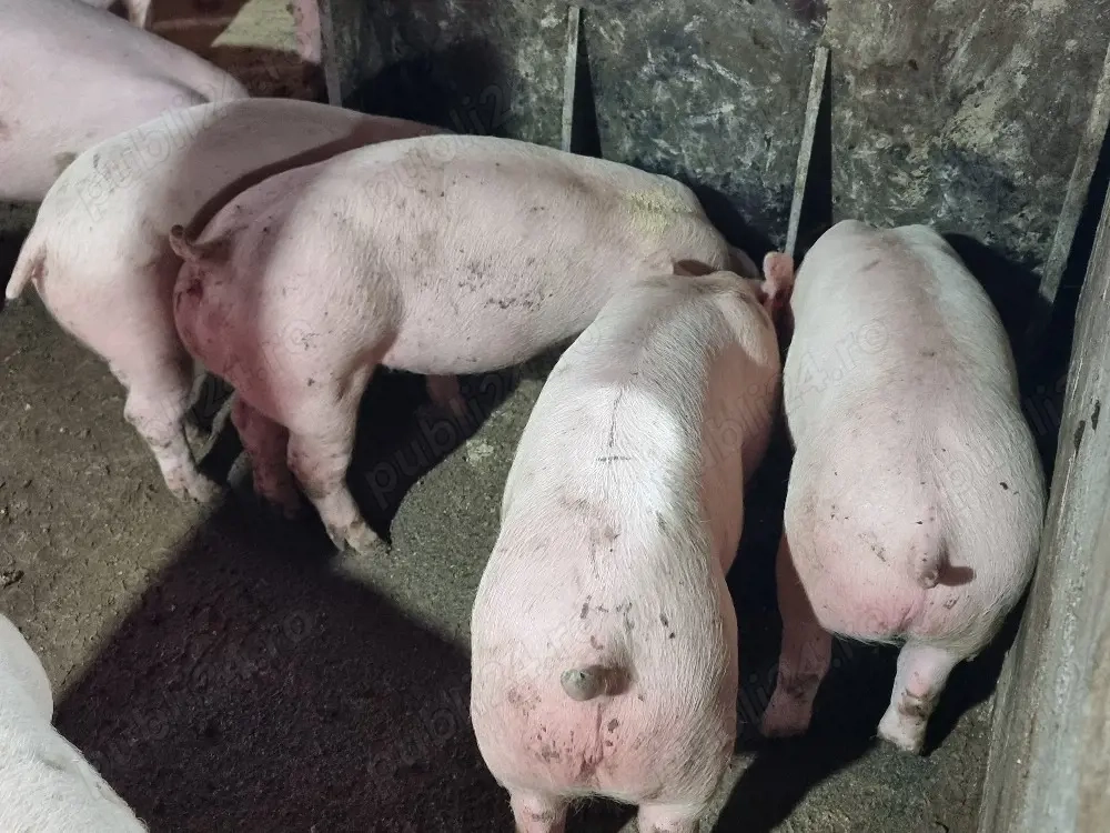 soldani de carne 40-50 kg