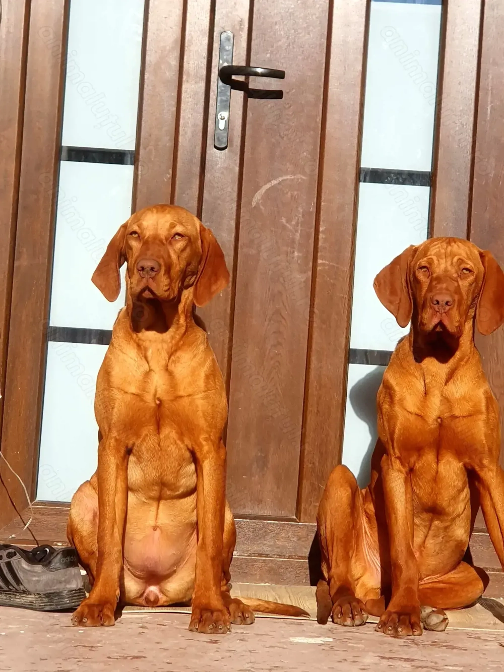 Caini de vânătoare Vizsla maghiara