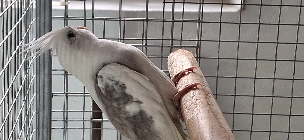 Papagal mascul nimfa...