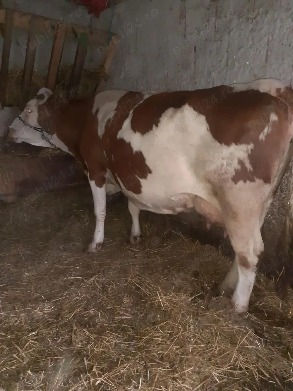 vand vaca de 5 ani gestanta in a 9 luna 