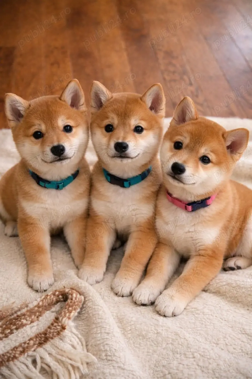 shiba inu fetita