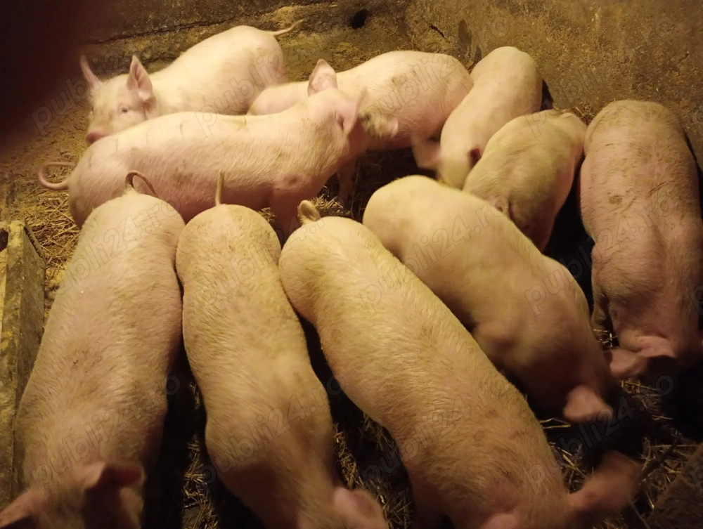 Vând purcei, rasă de carne 