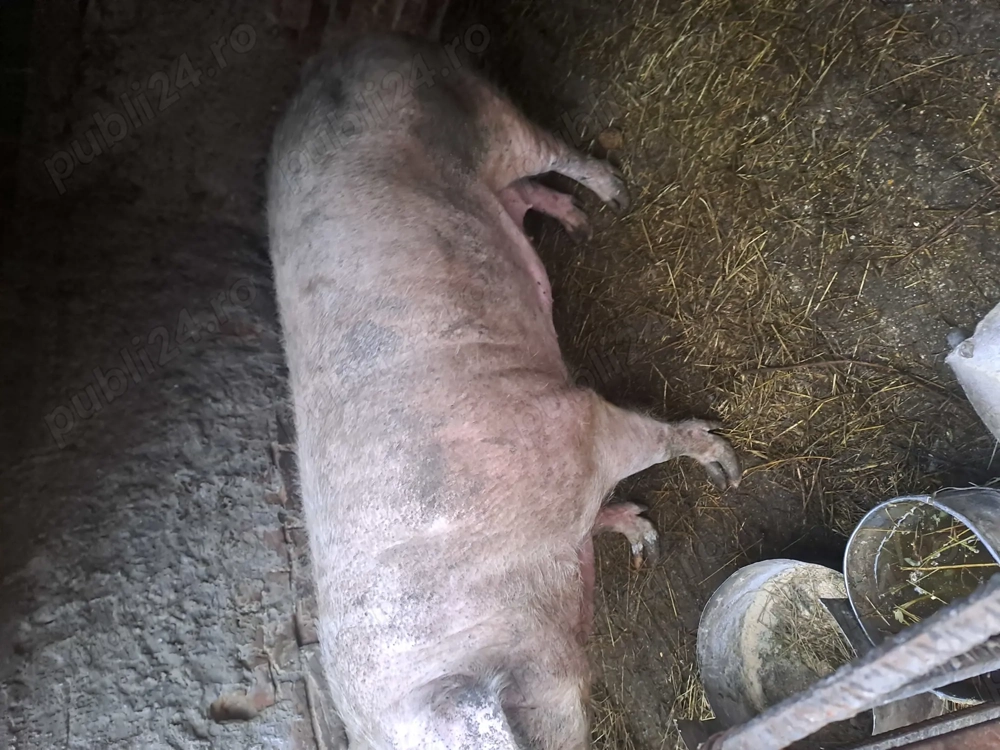 Porc vânzare de taiat