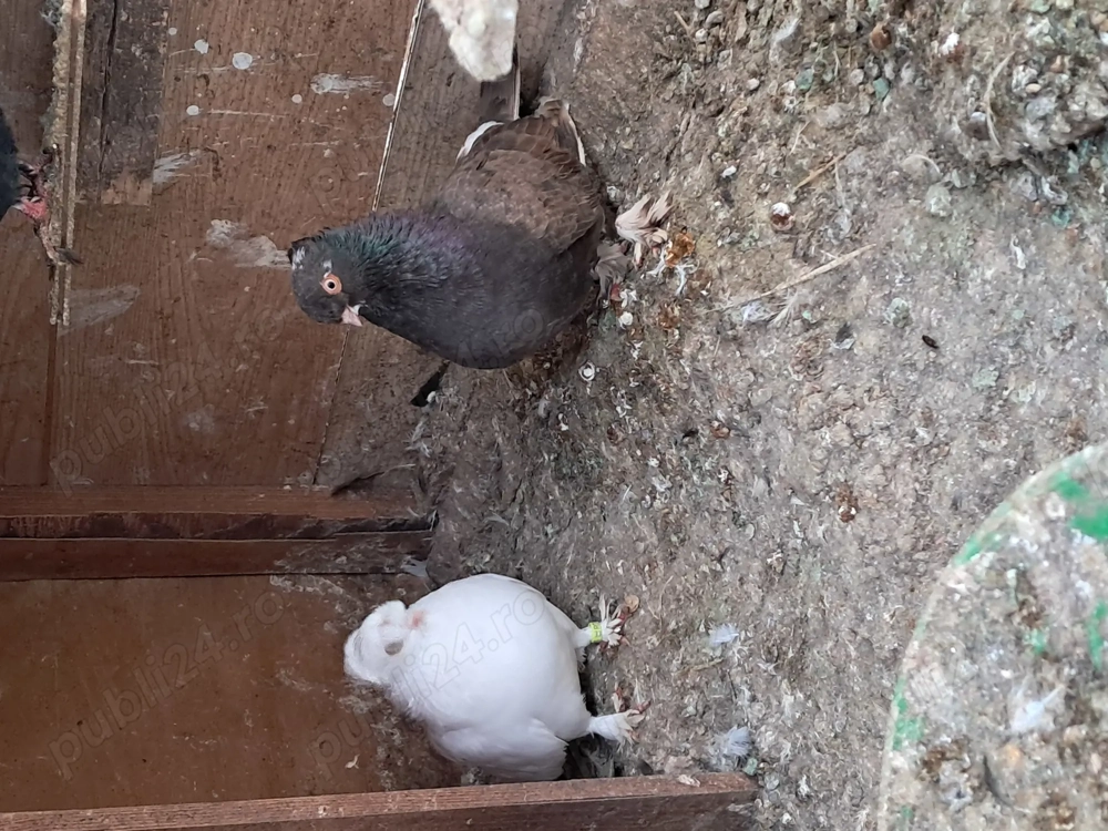 Porumbei jucători de Botoșani 