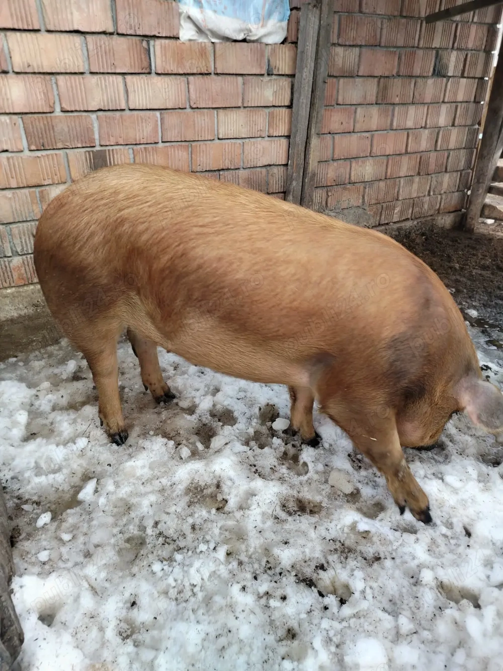 Vând șoldană montatădin 4 Decembrie