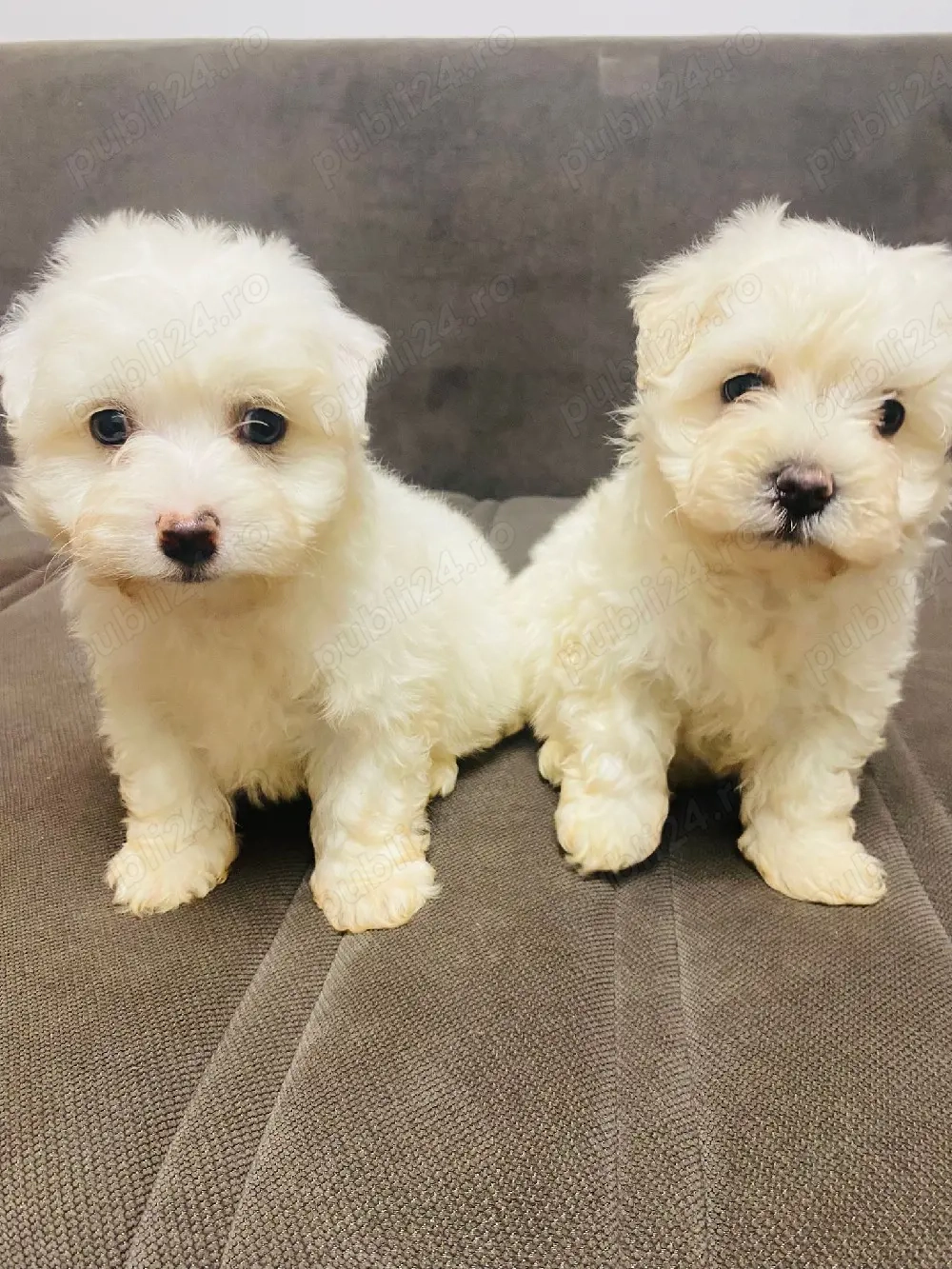 Bichoni de vânzare 
