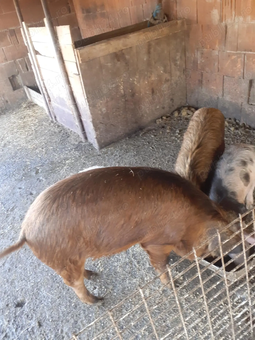 Vand 2 grasuni in jur la 60.65 kg 