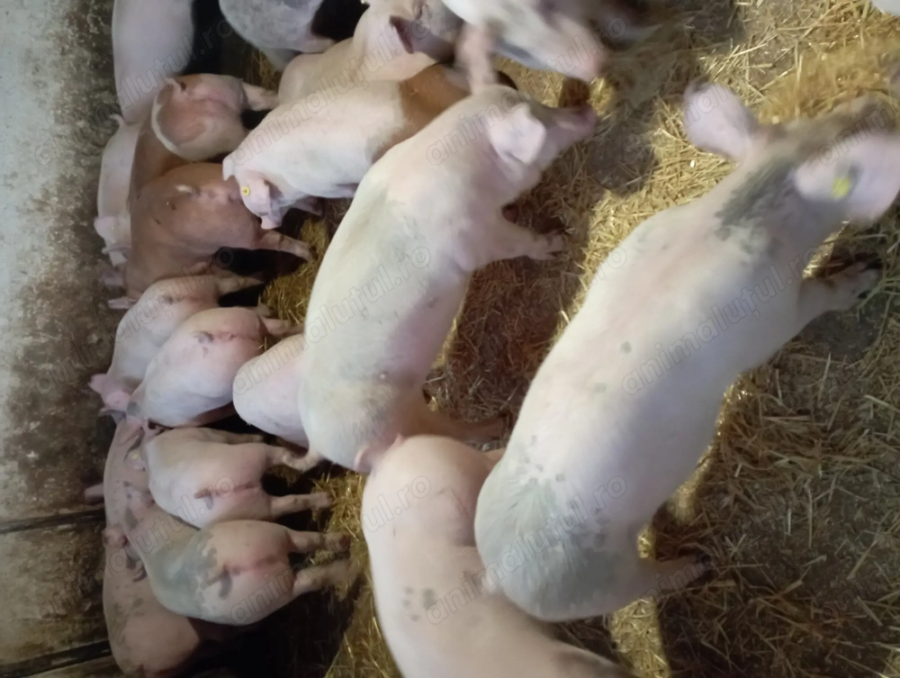 Vând grasuni de carne 