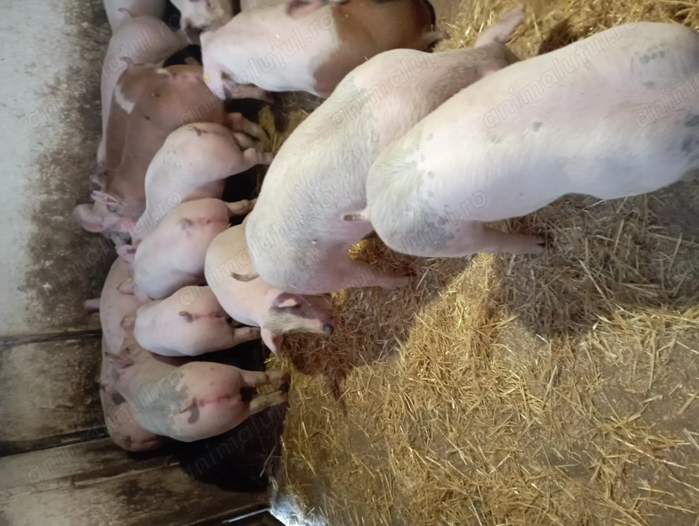 Vând grasuni de carne 