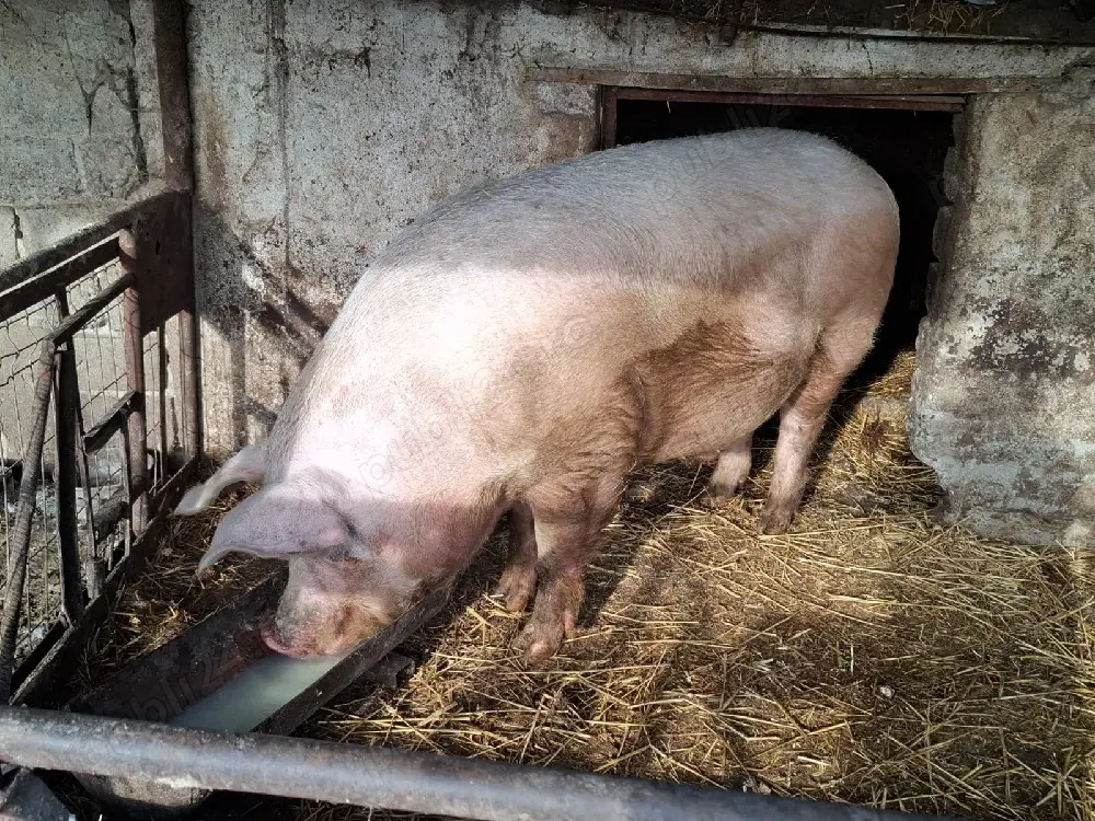 vand porc de carne rasa Marele Alb