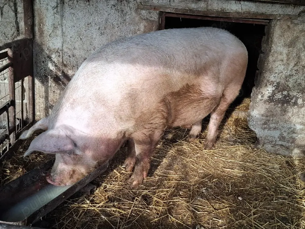 vand porc de carne rasa Marele Alb