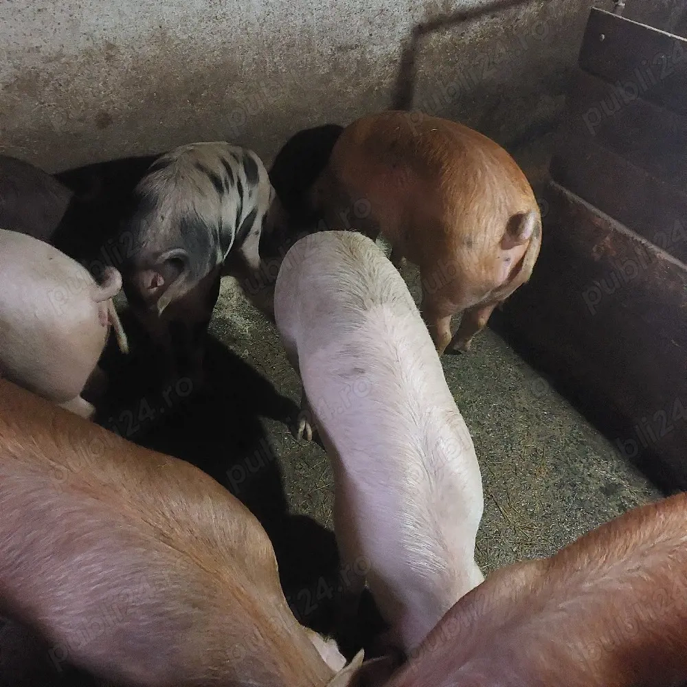 vand grasuni 50-100 kg, pret 11 lei kg