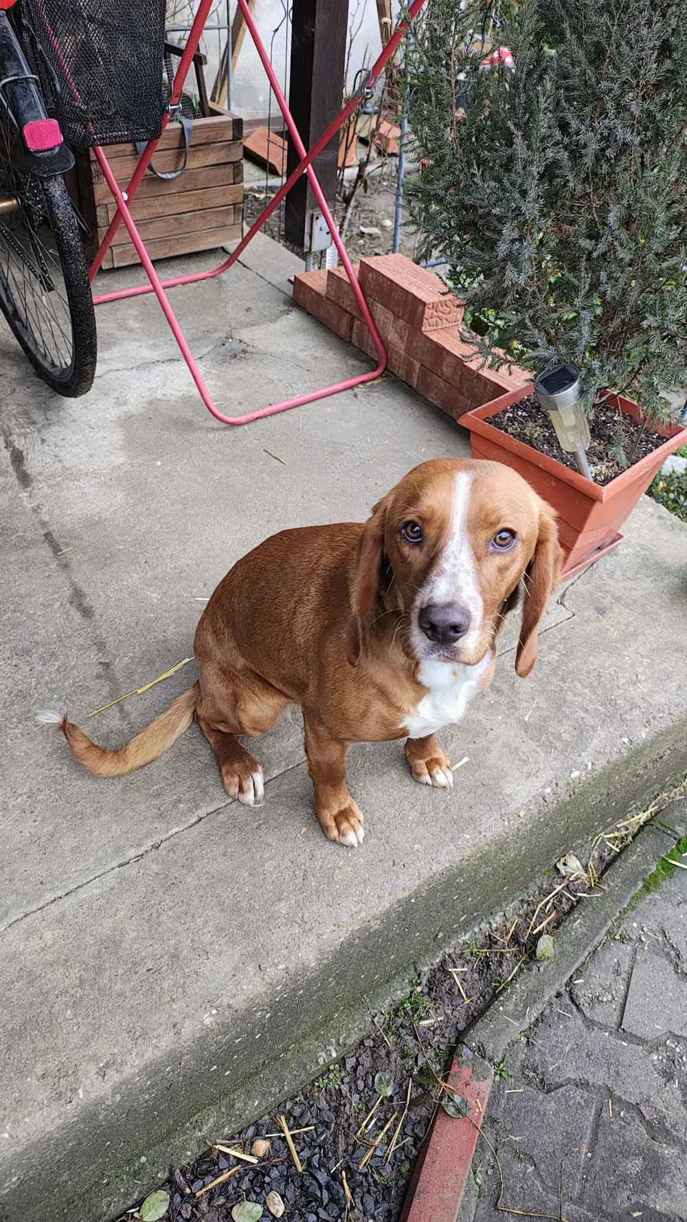 De vânzare cățelușă 8 luni.