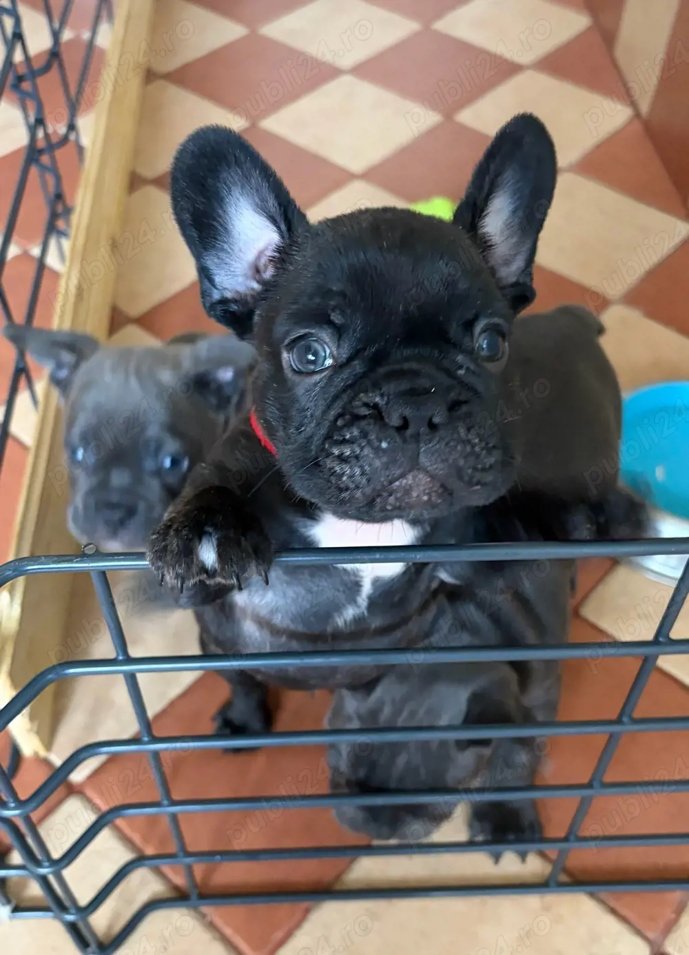 Bulldog Francez Negru-Tigrat