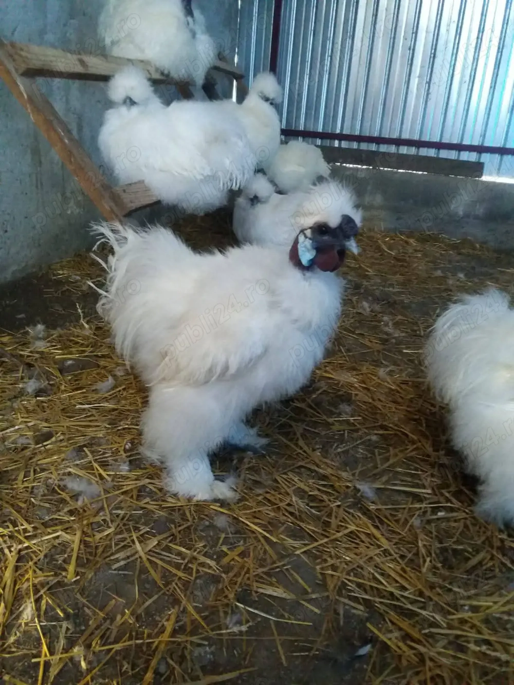 Mătase japoneză gât golaș 1 cocoși 2 găini 