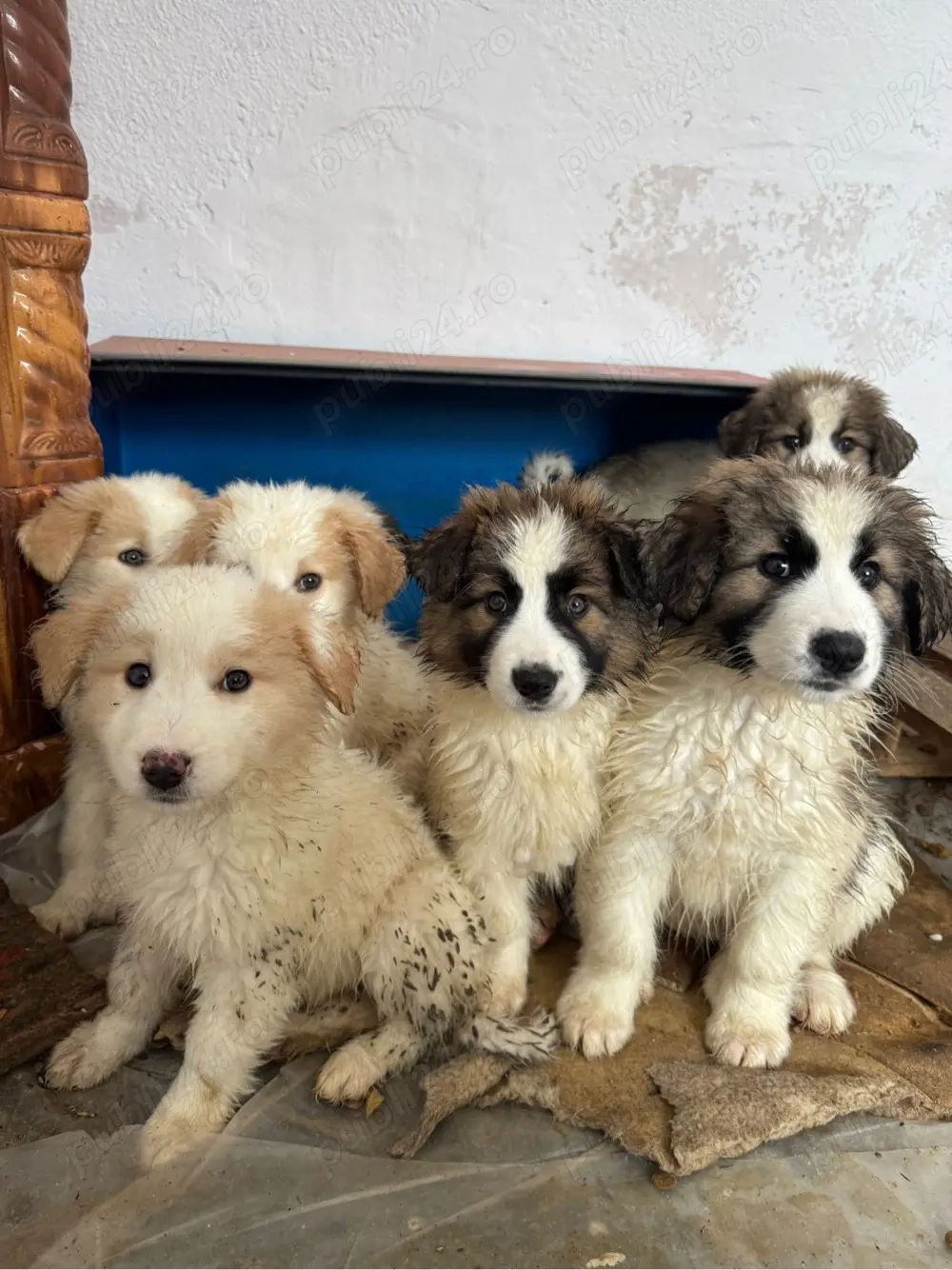 Ciobanesc de Bucovina 