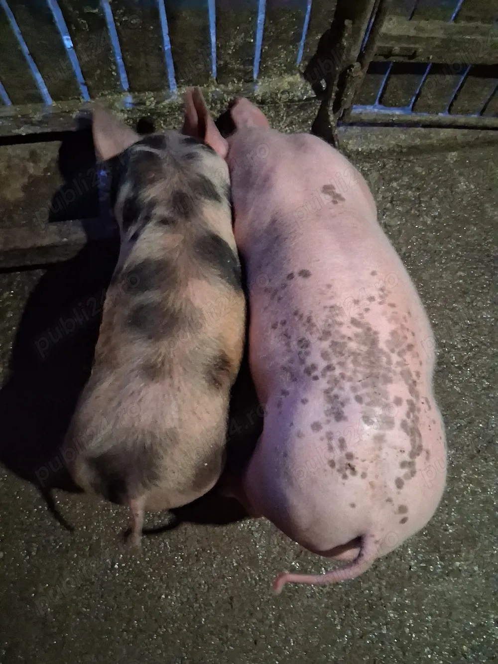 purcei de rasă pentru carne