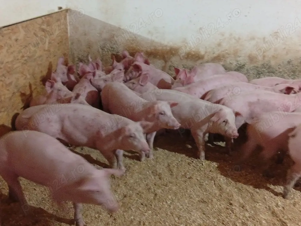 purcei foarte frumoși 