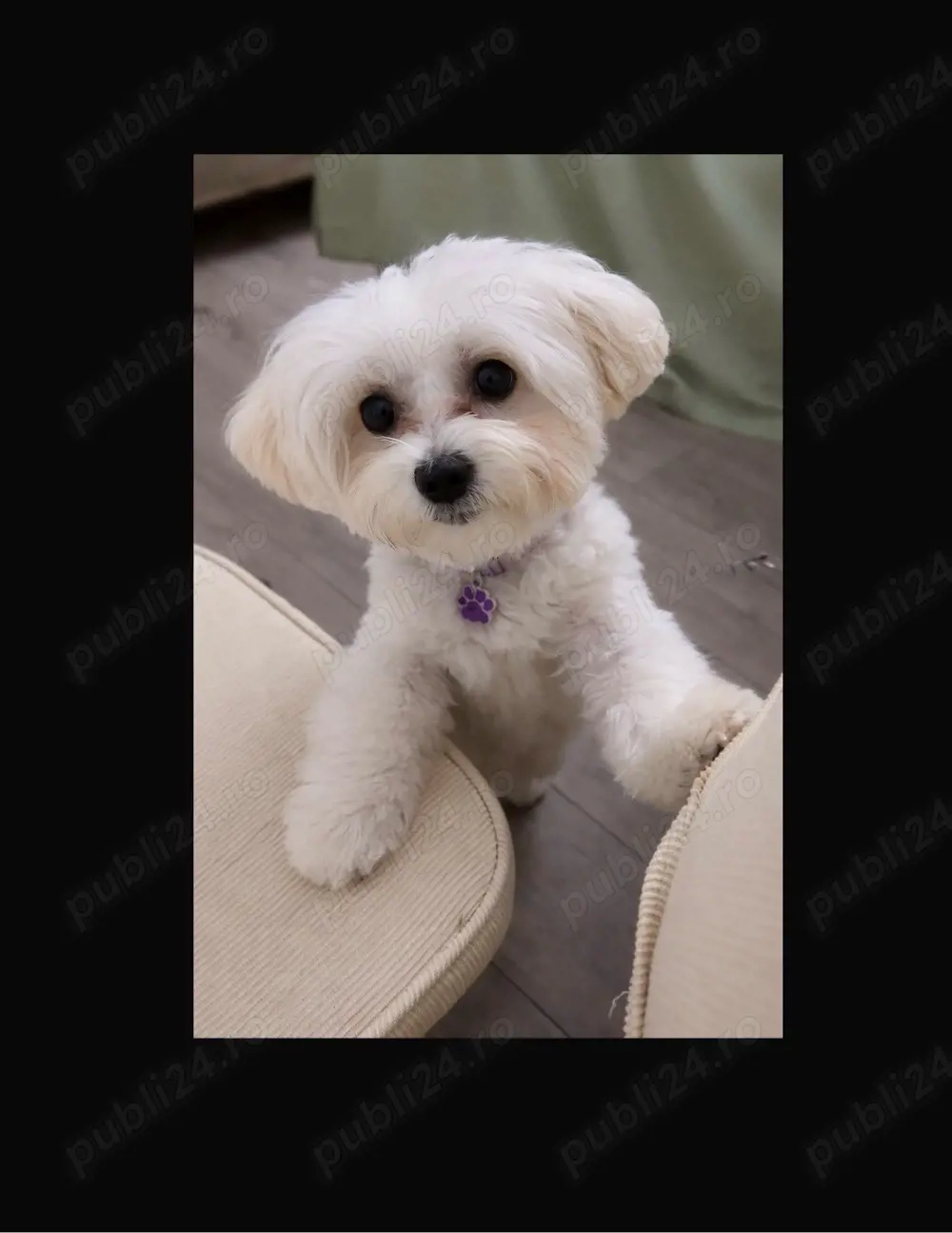 Vand cățelușă bichon 