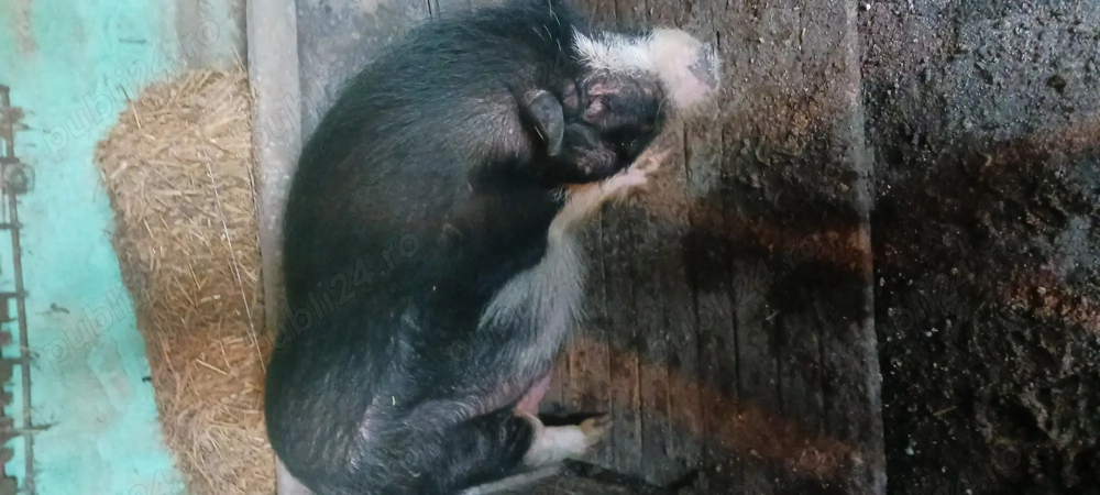 De vanzare porci vietnamezi