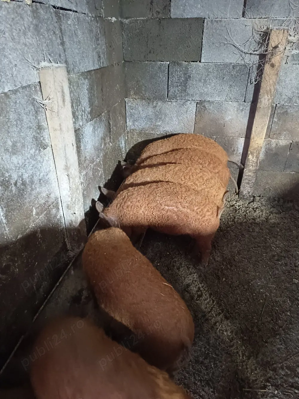 vând purcei mangalița 