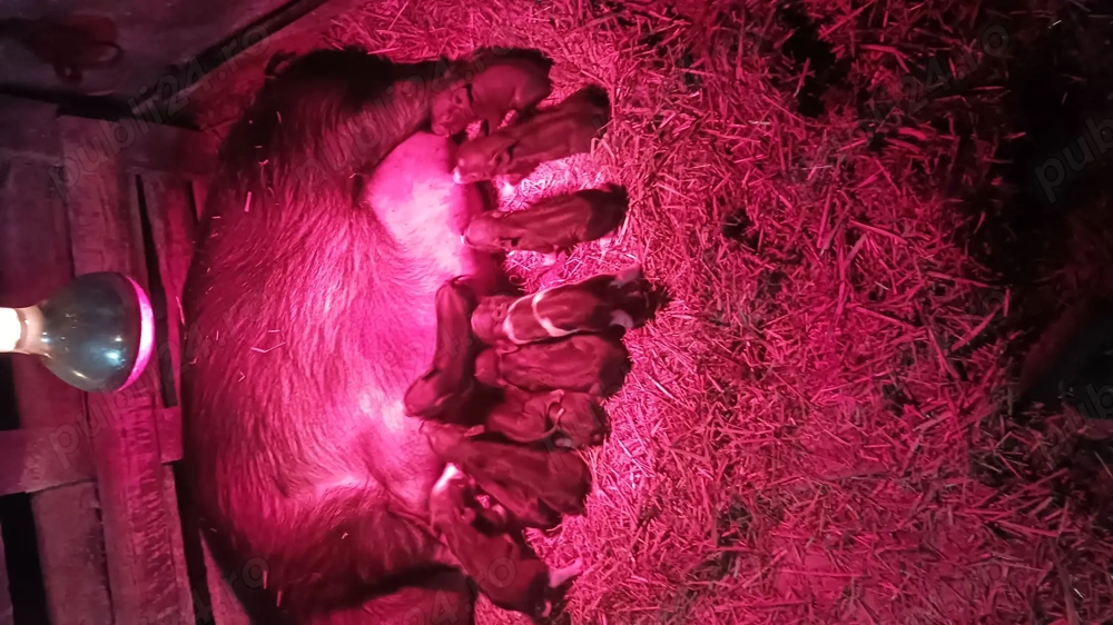  Scrofa vietnamezi  cu purcei   