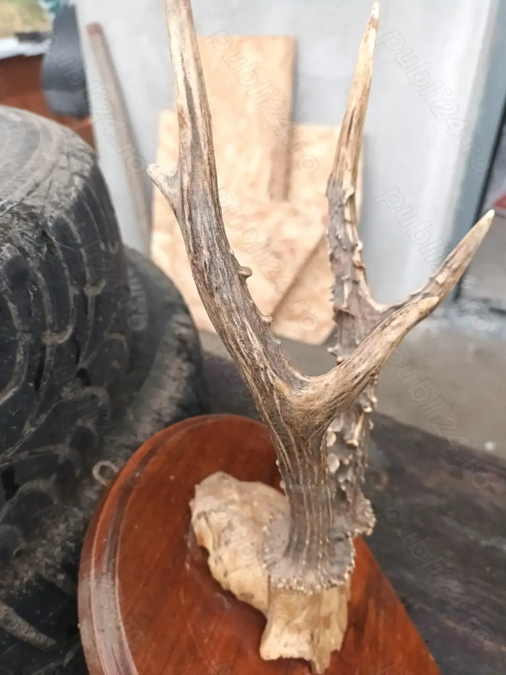 Coarne de caprior