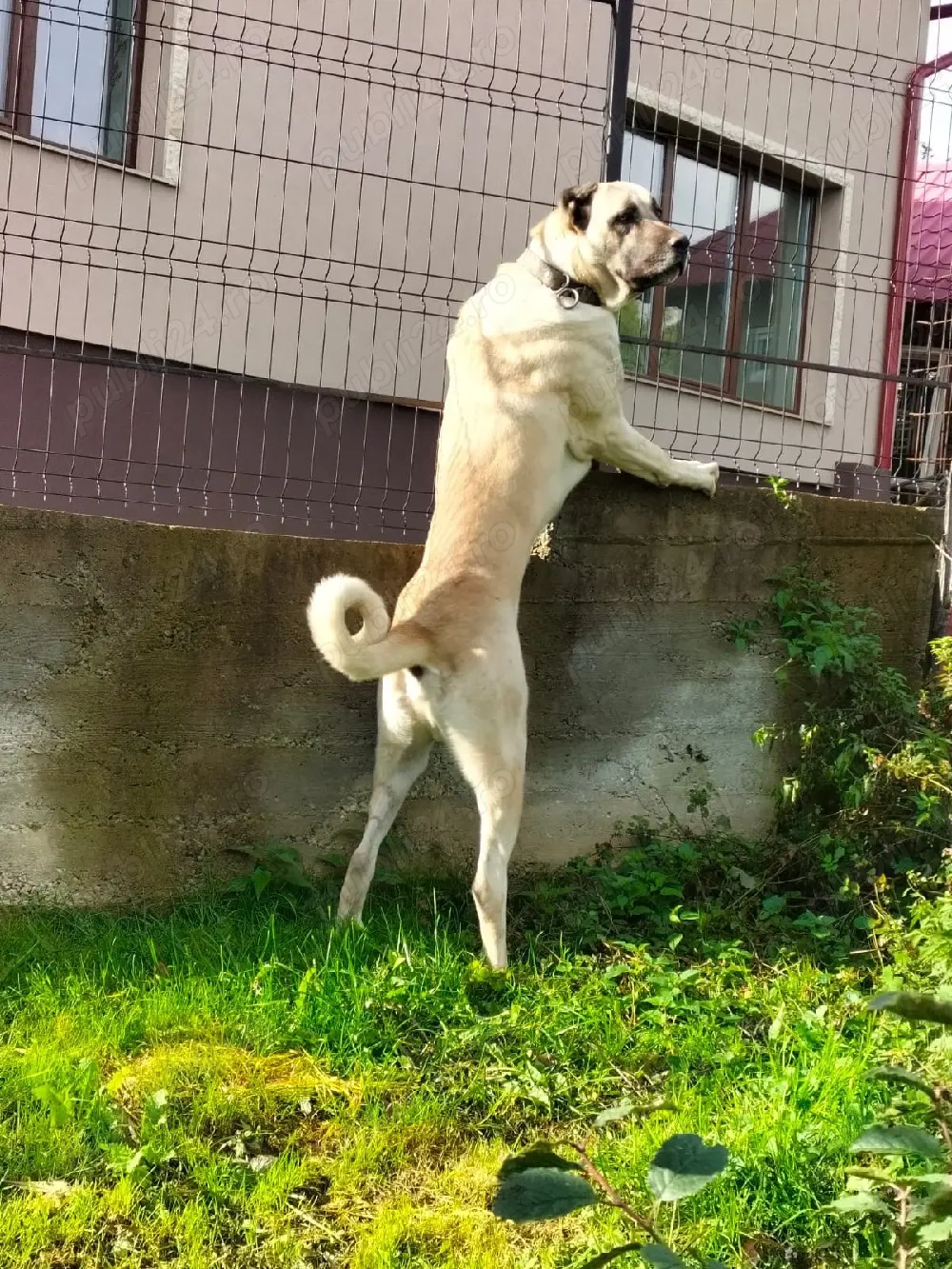 Kangali vând s-au schimb.