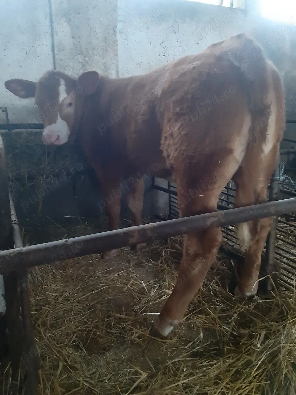  Vitea de 3,5 luni ÎNȚĂRCATĂ, de vanzare 