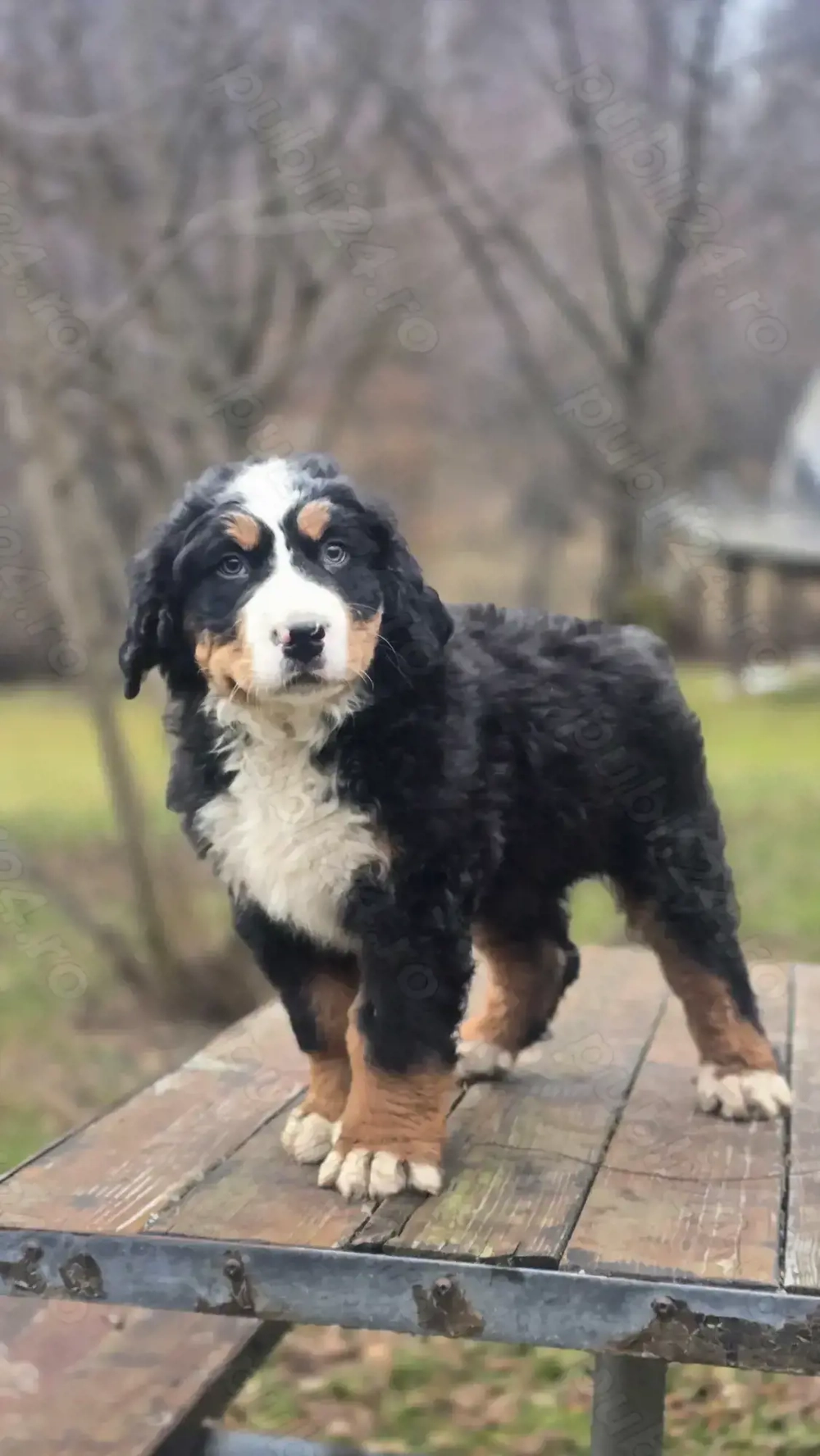 Ciobanesc de Berna băiețel 8 saptamani