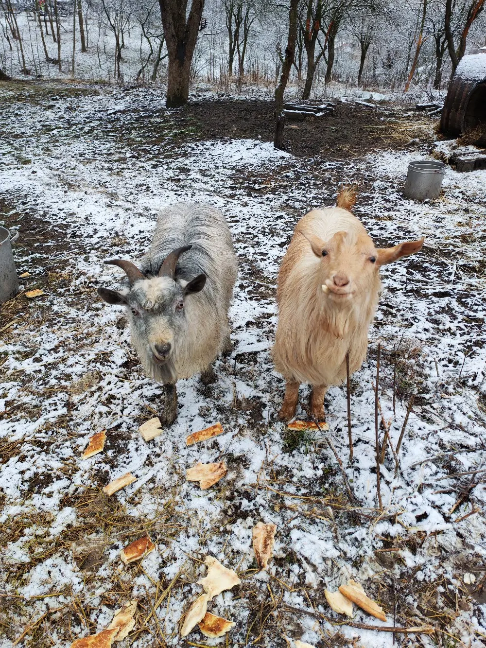 Capre metis alpine franceze