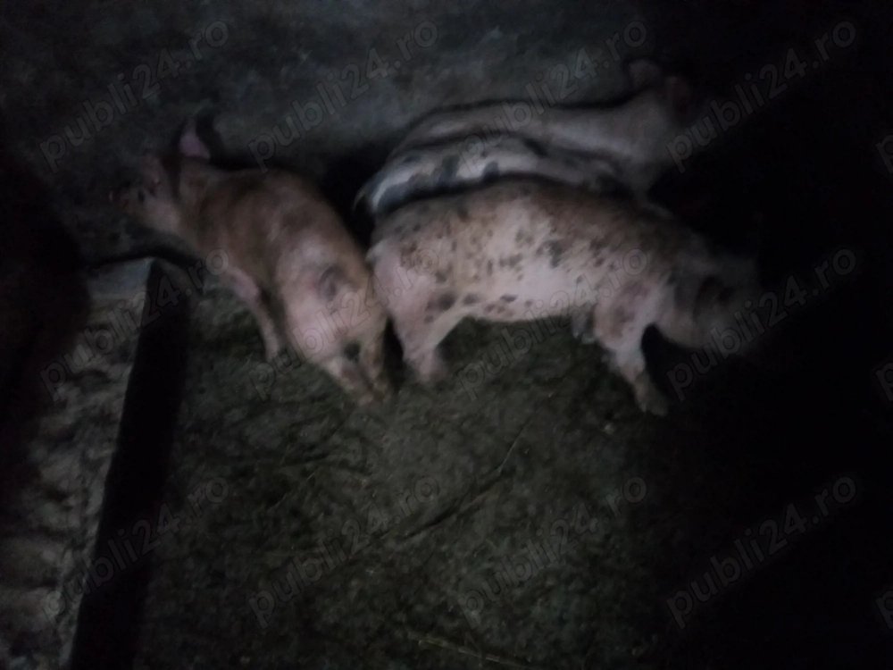 4 suldei de la 30 la 35 kg marele alb cu pietrain 3 masculi castrati si 1 femela