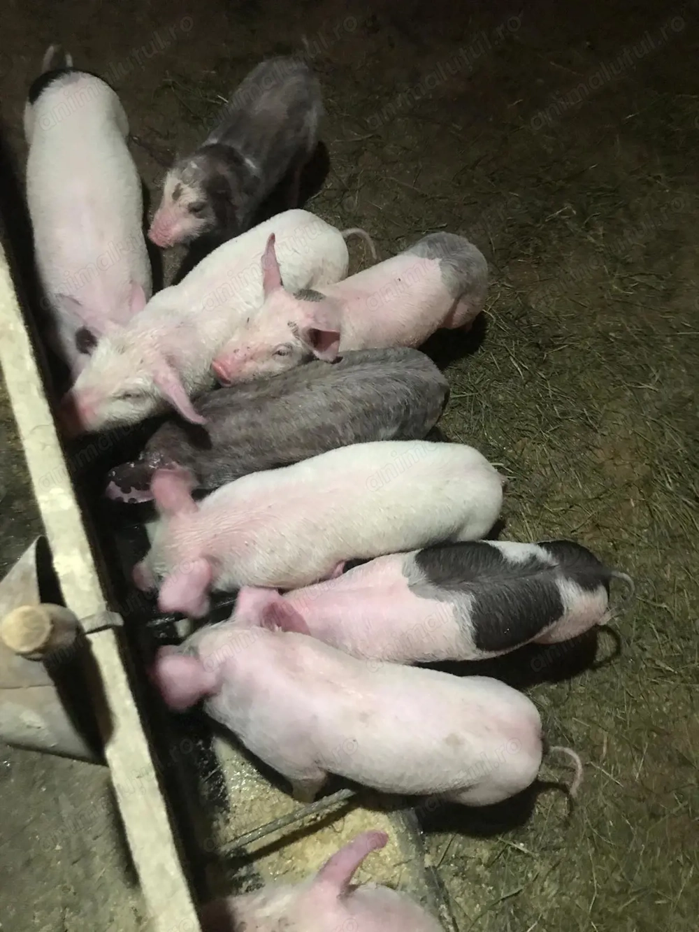 Purcei de vânzare 7 săptămâni 