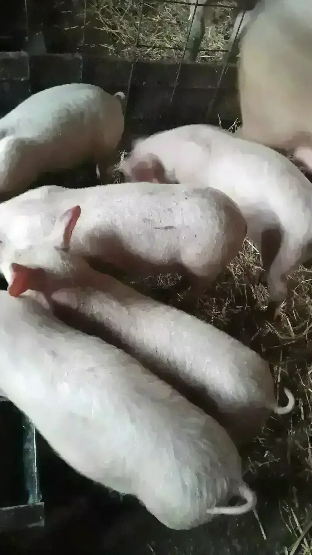 Purcei 10 săptămâni 