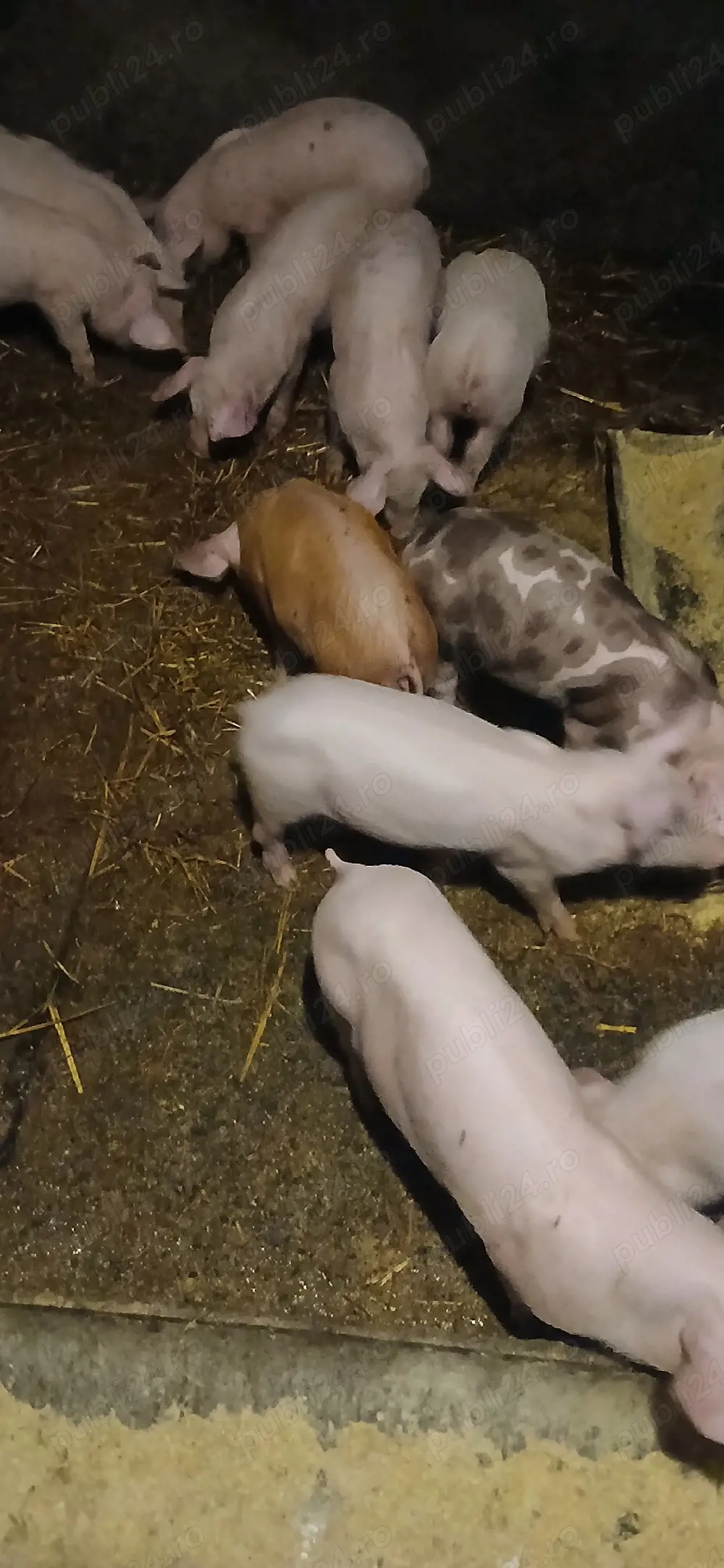 Purcei ieftini de vânzare