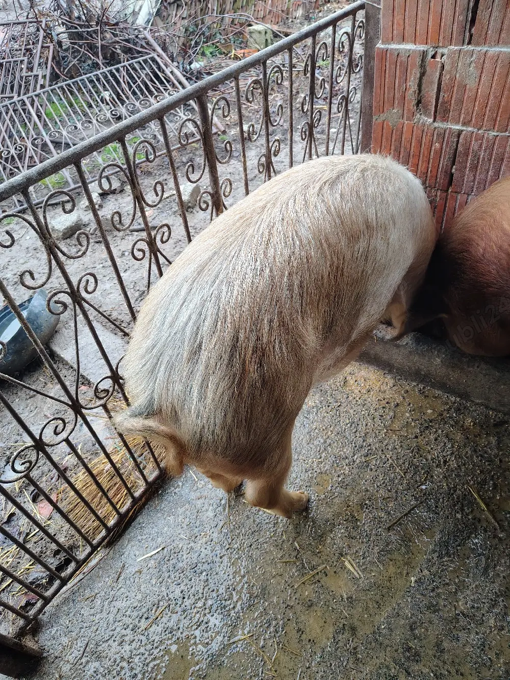 Scrofiță de vânzare 