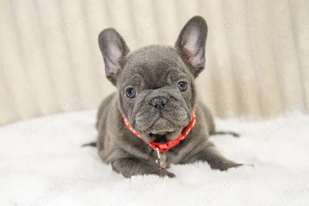 Bulldog Francez - blue cu ochii albastrii - posibilitate transport - buldog francez 