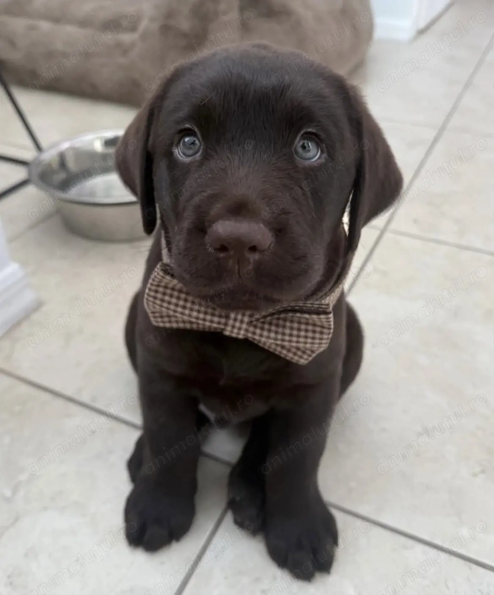 Fetita labrador retriever 