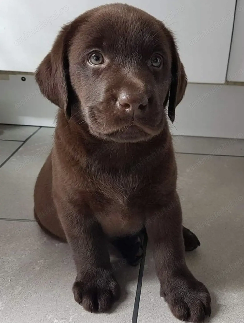 Labrador retriever fata
