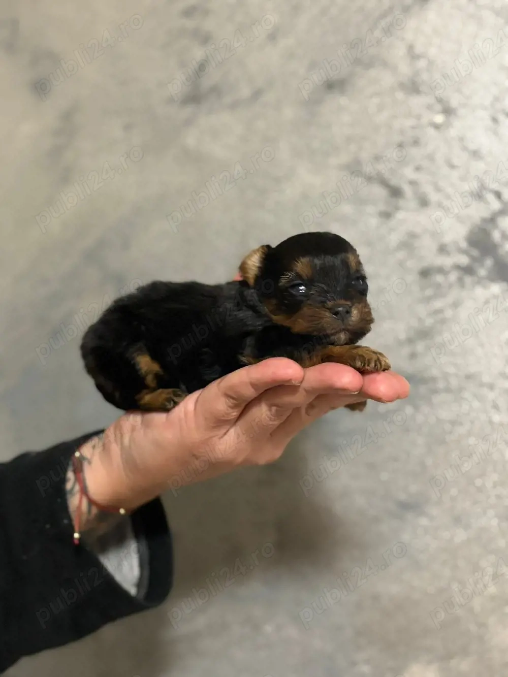 Baietel yorkshier terrier mini toy