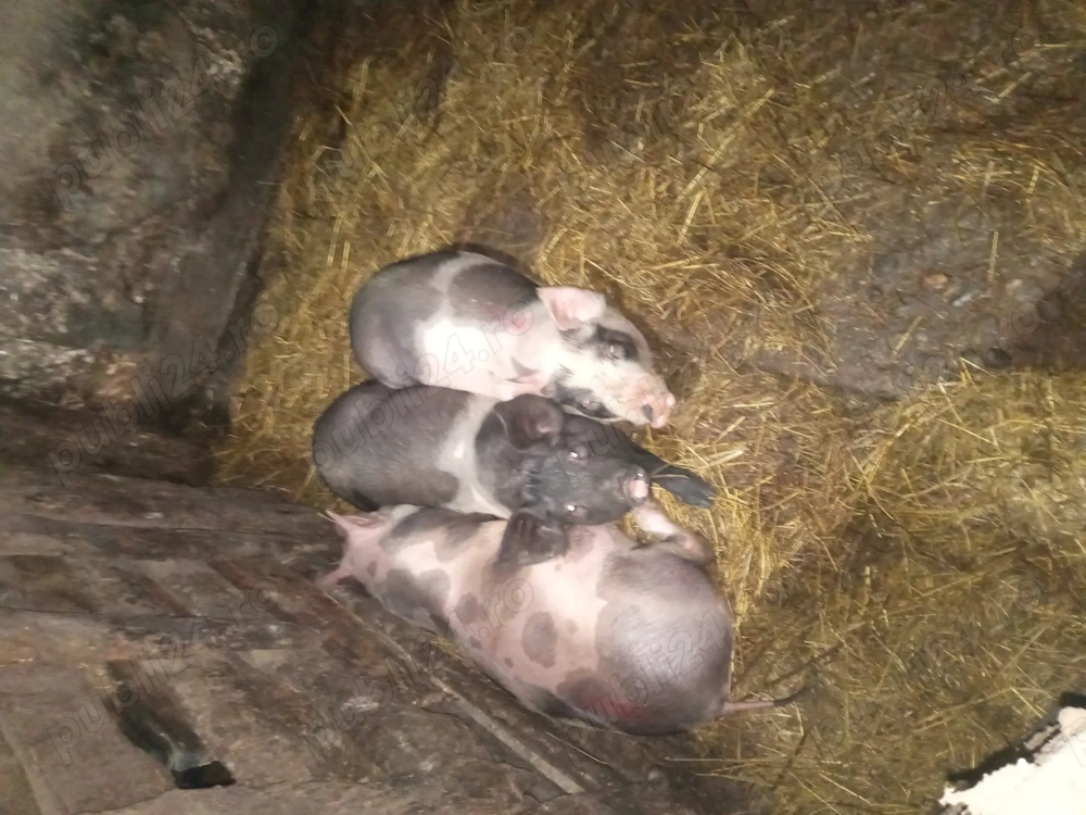 Vand purcei   soldani 25 kg