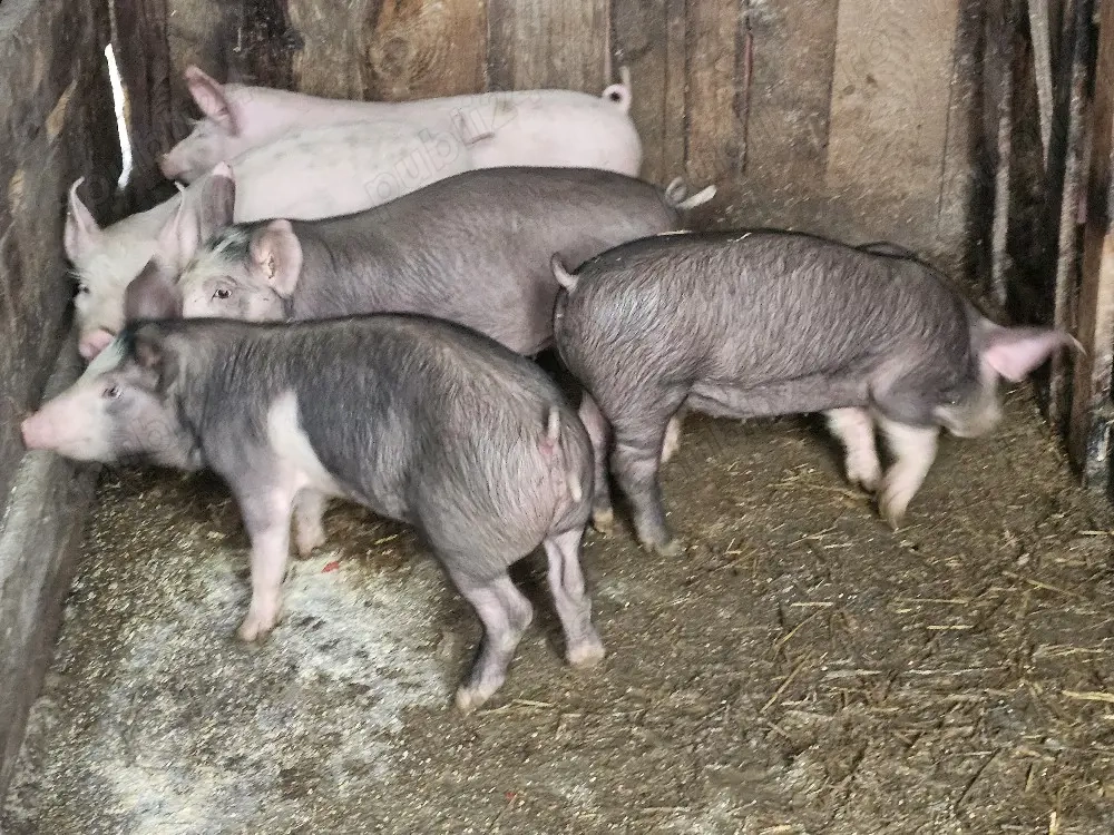 vând 5 soldani rasa de calitate de carne 25 kg