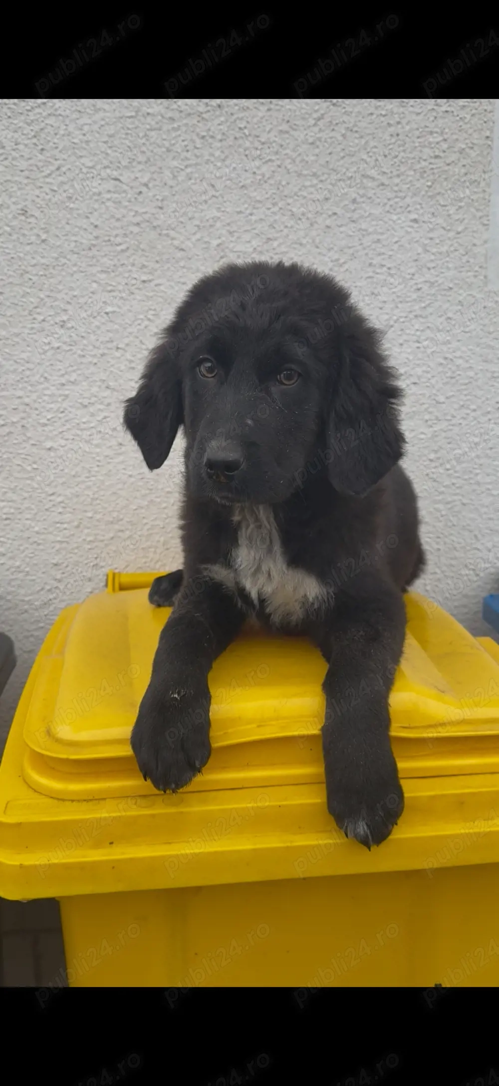 Femeluta disponibila 