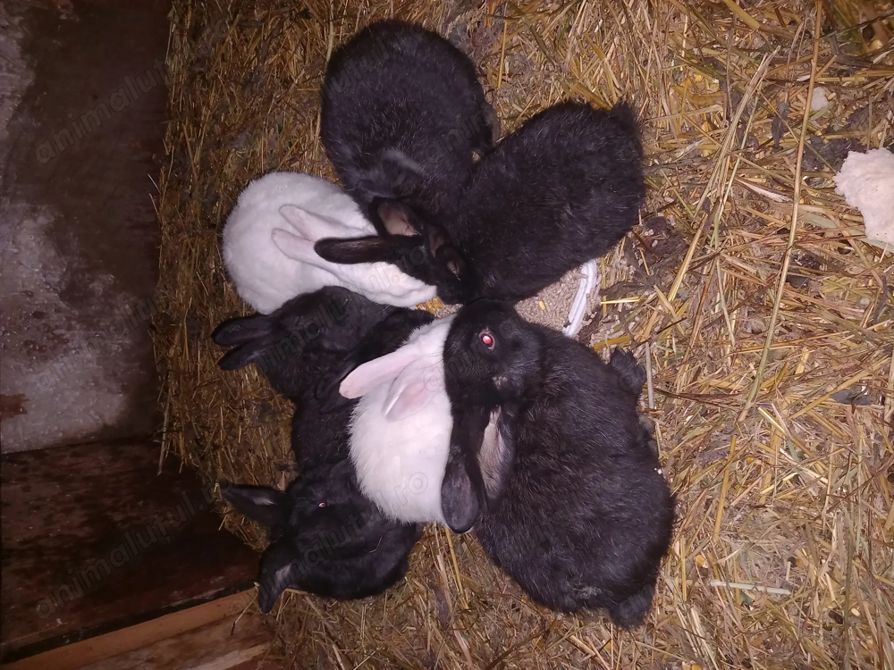 Iepuri de casa diferite vârste 