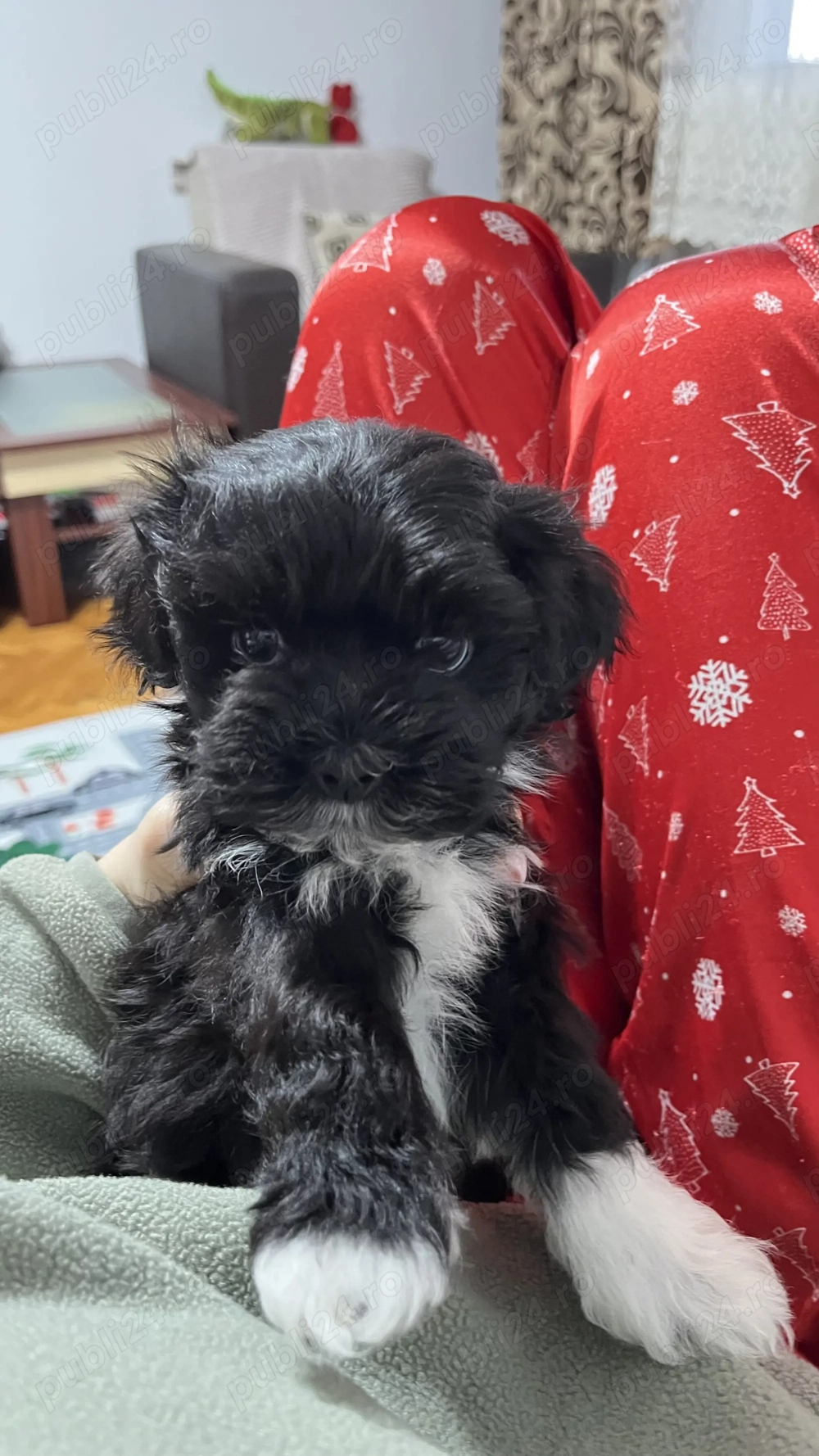 Bichon havanez băiețel 